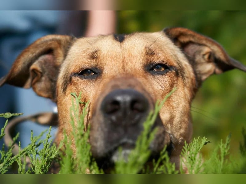Freundlicher und anhänglicher Grisha sucht Familie