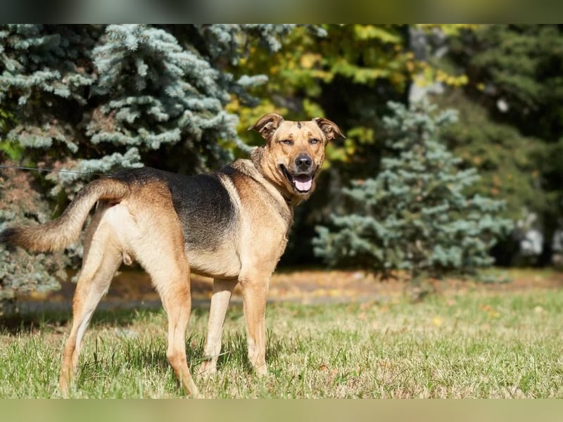 Freundlicher und anhänglicher Grisha sucht Familie