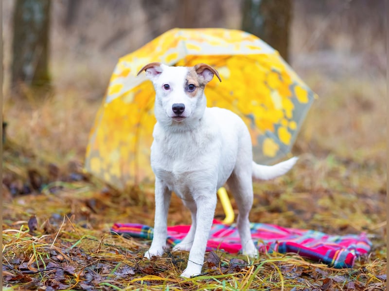 Aufgeschlossener Lord sucht aufgeschlossene Menschen