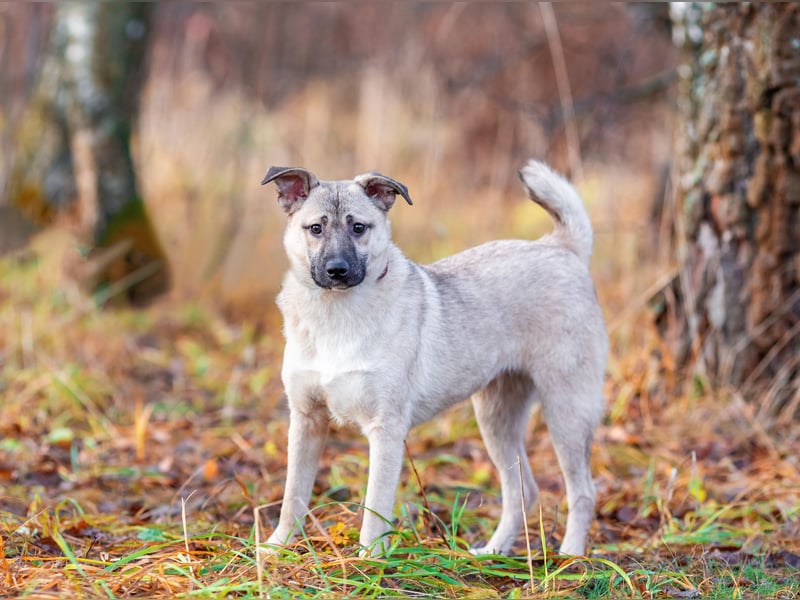 Iriska sucht liebe Menschen