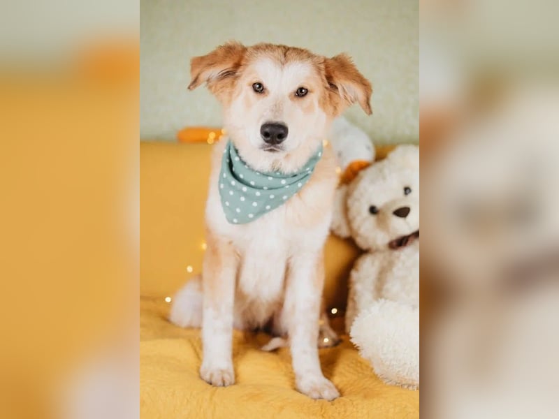 Flauschiger Donald sucht seine Familie