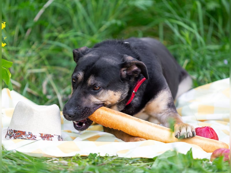Sean sucht seine begleiter fürs leben