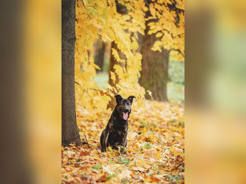 Fröhlicher Ozzy sucht Traum zuhause