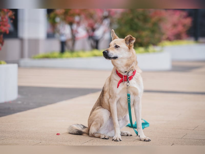 Skye treue seele sucht ....