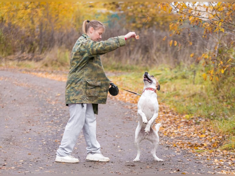 Shonny .. Wer gibt ihm sein für immer zu hause