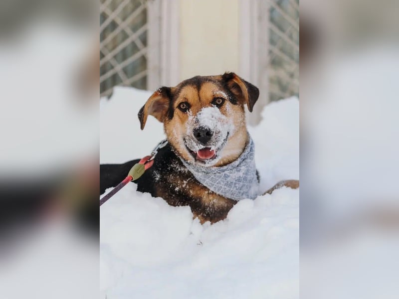 Junger Pluto sucht seine Menschen