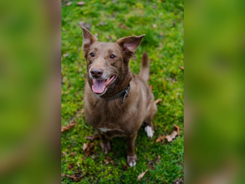 Hündin Archie sucht ein Zuhause