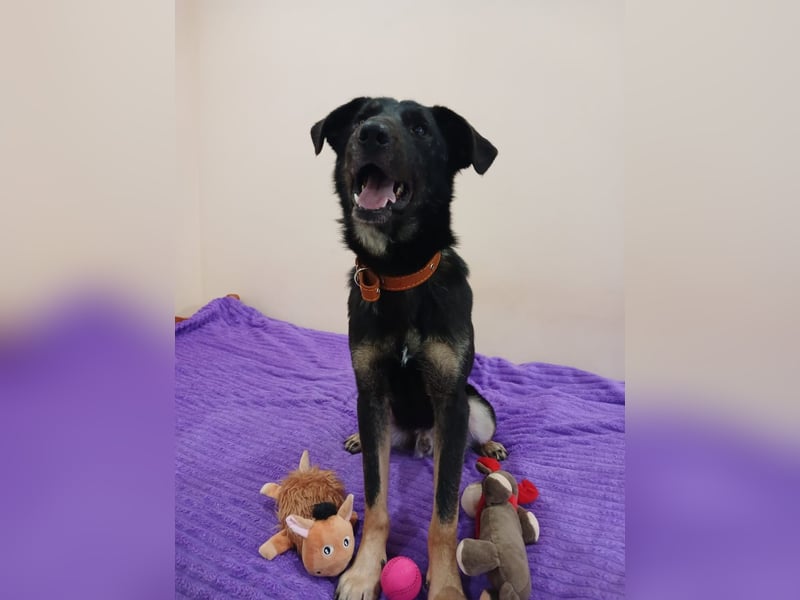 Junger lieber Roni sucht ....