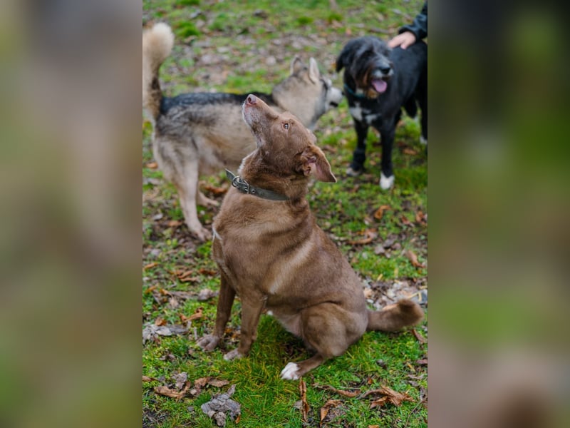 Hündin Archie sucht ein Zuhause