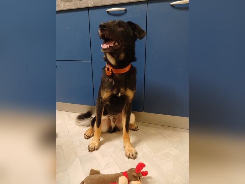 Junger lieber Roni sucht ....