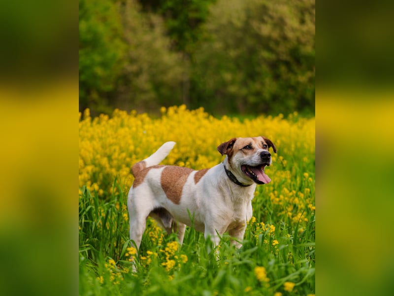 Shonny .. Wer gibt ihm sein für immer zu hause