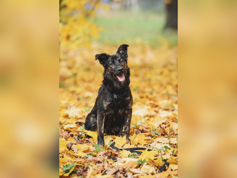 Fröhlicher Ozzy sucht Traum zuhause