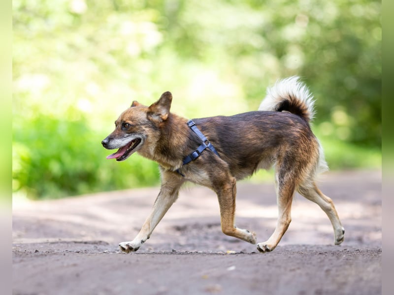 Kleiner Familienhund Patrick sucht ein Zuhause.