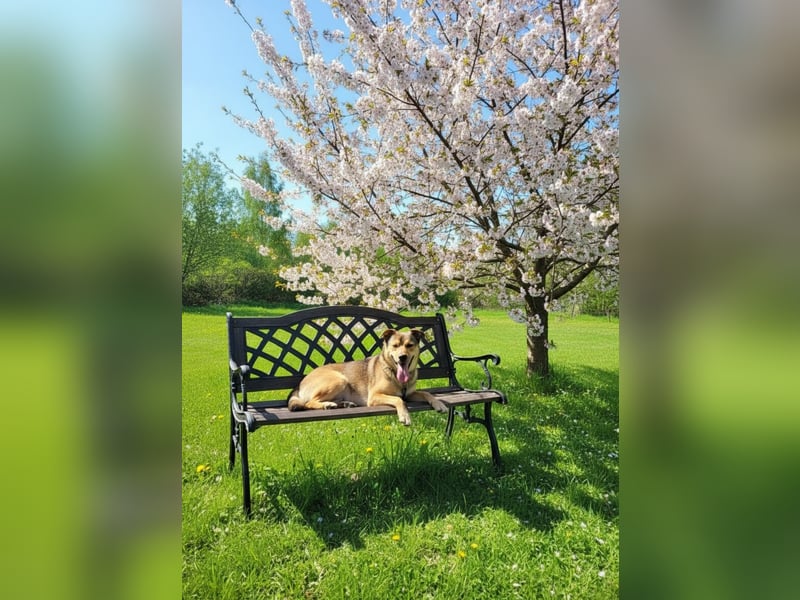 Jim sucht sein zu hause für immer