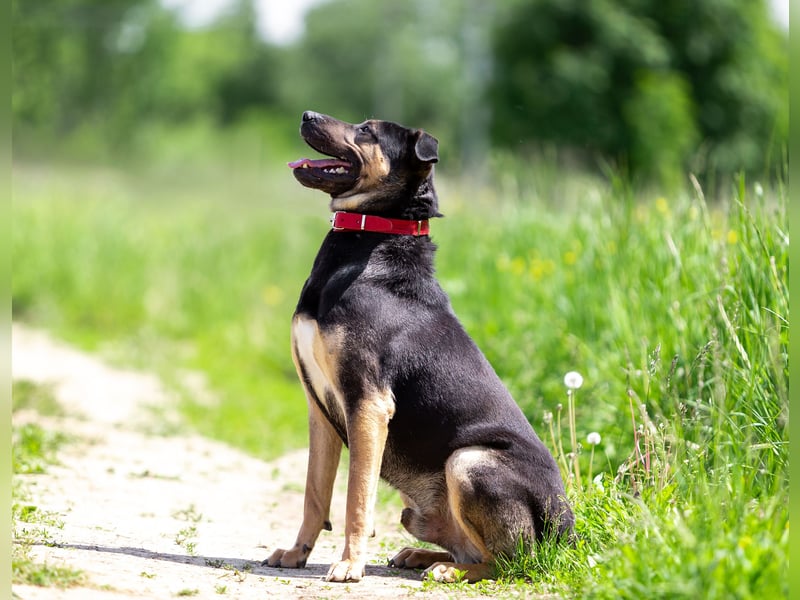 Sean sucht seine begleiter fürs leben