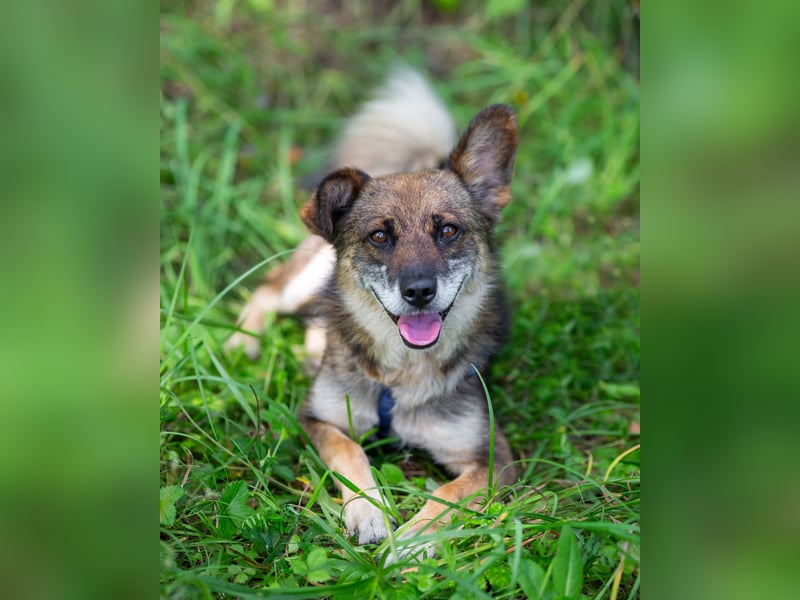 Kleiner Familienhund Patrick sucht ein Zuhause.