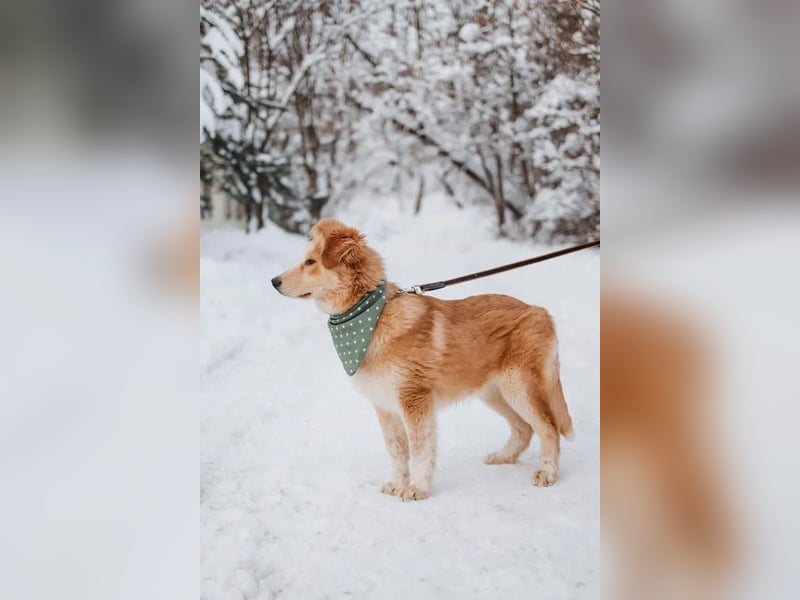 Flauschiger Donald sucht seine Familie