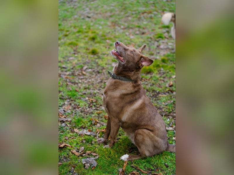 Hündin Archie sucht ein Zuhause