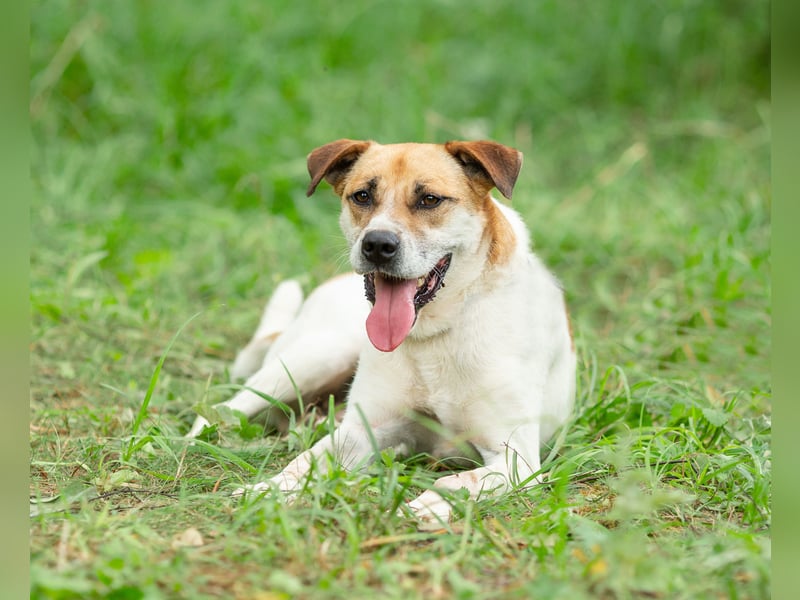 Shonny .. Wer gibt ihm sein für immer zu hause