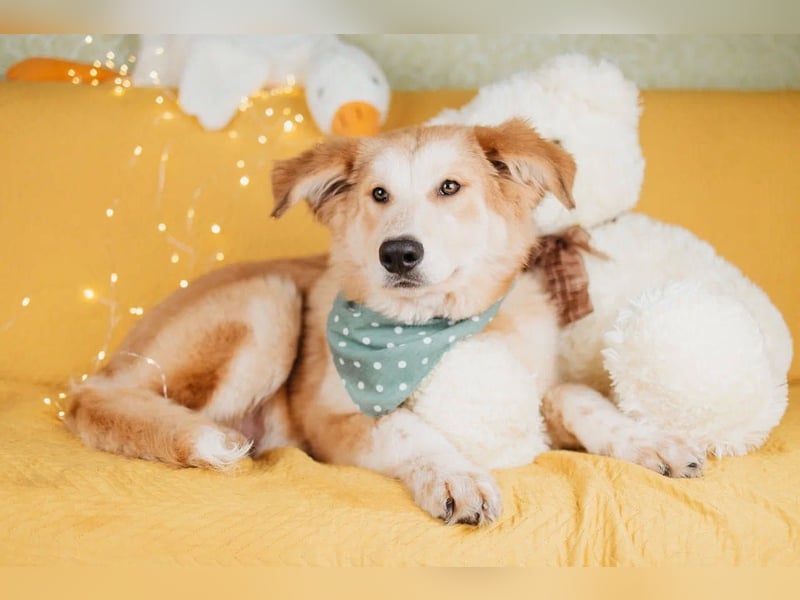 Flauschiger Donald sucht seine Familie