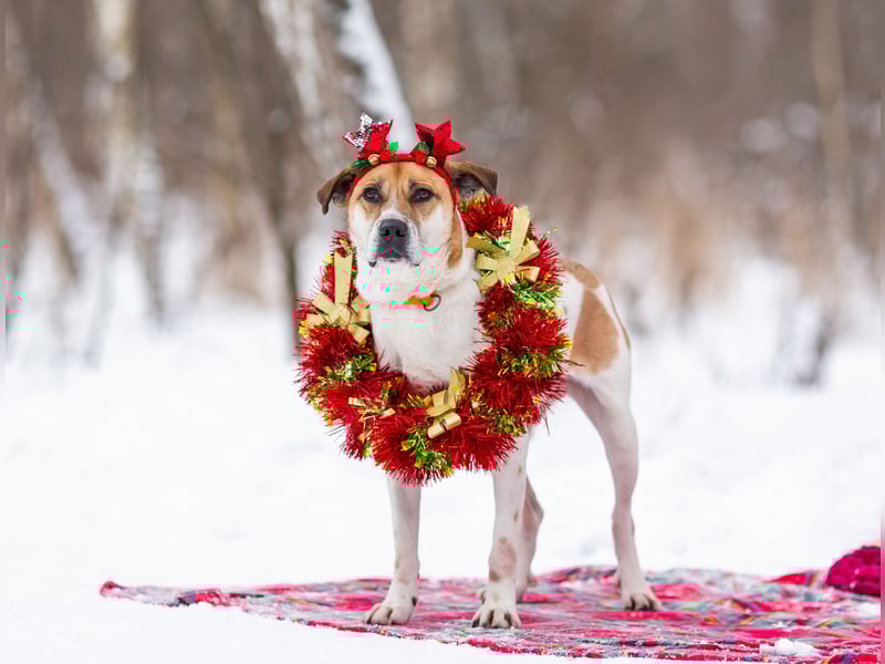 Shonny .. Wer gibt ihm sein für immer zu hause