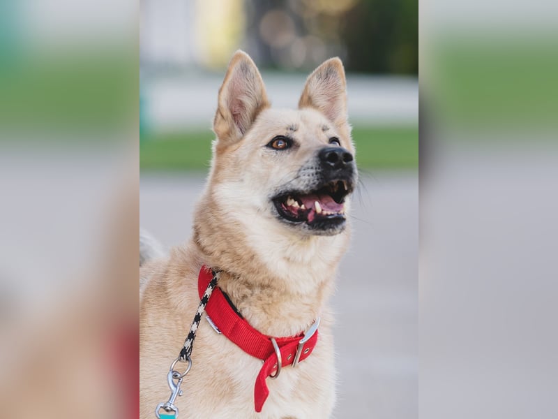 Skye treue seele sucht ....