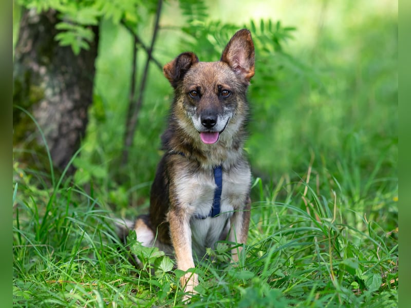 Kleiner Familienhund Patrick sucht ein Zuhause.