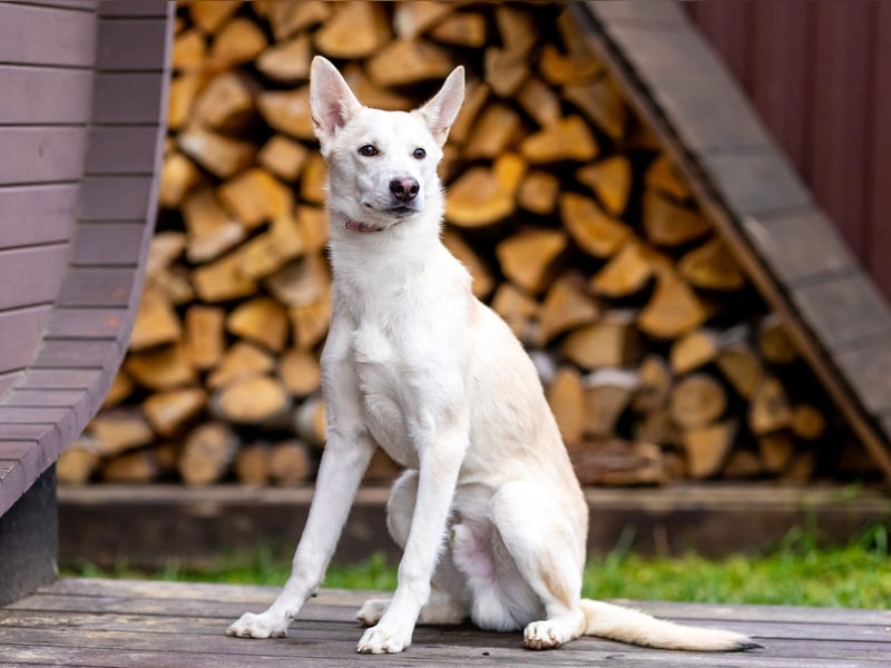 Wer nimmt Mickey in sein Leben..?!