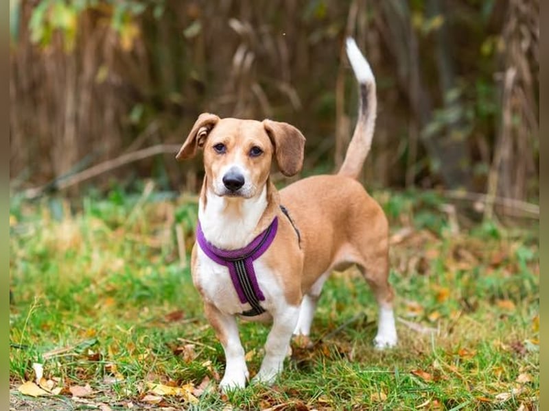 Bucks sucht menschen mit liebe und geduld 12 kg / 40 cm