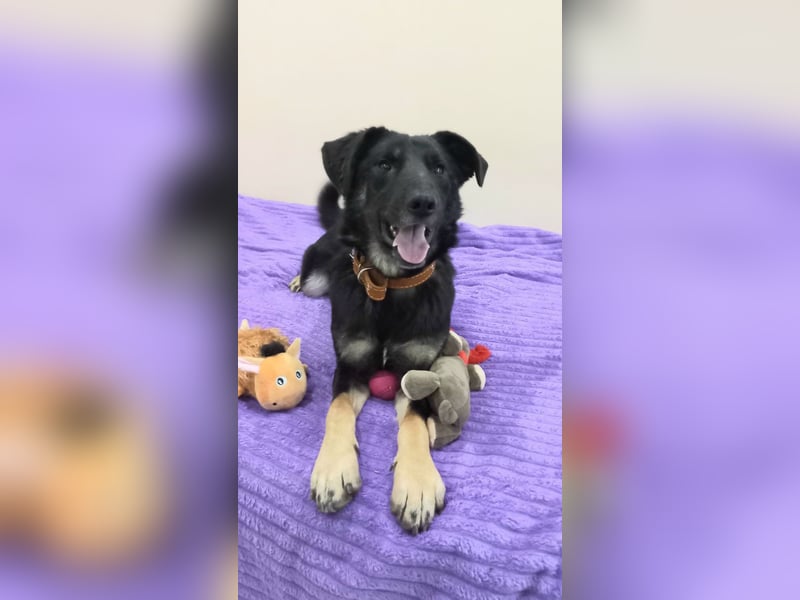 Junger lieber Roni sucht ....