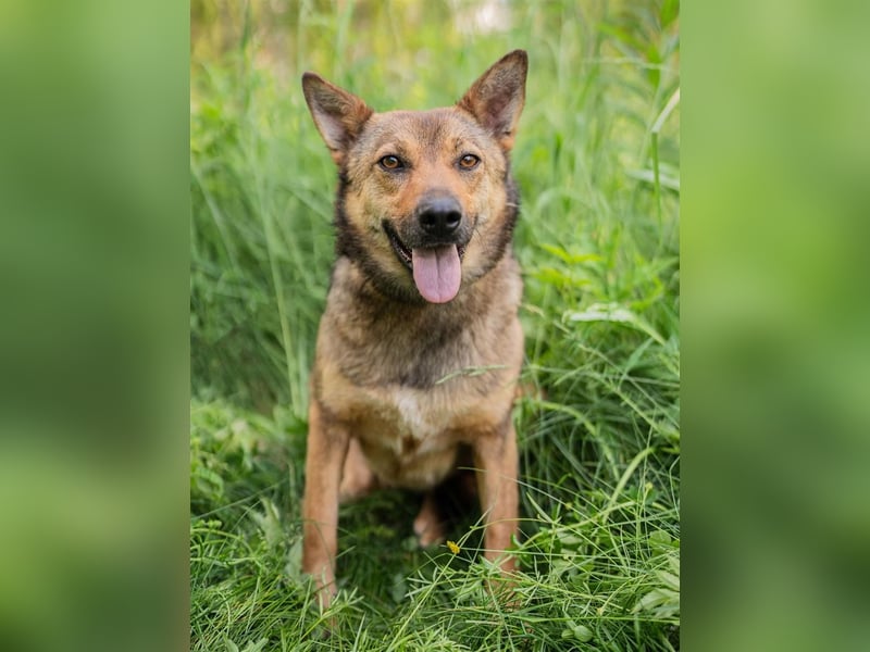Anhängliche Nika sucht Menschen