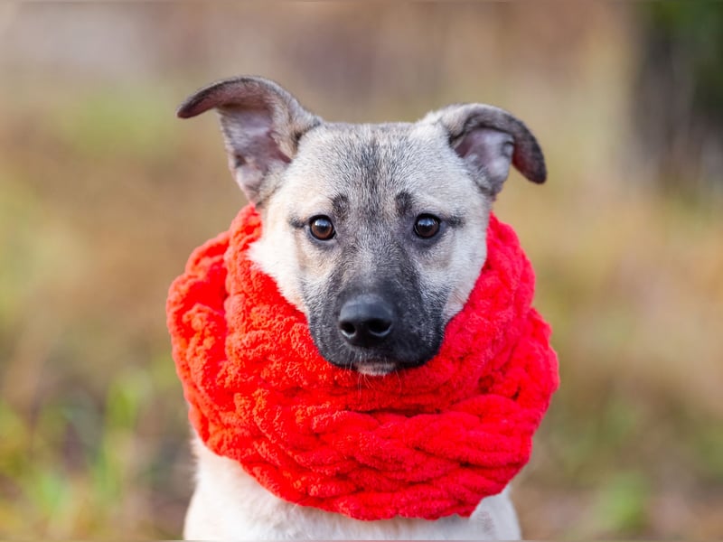 Iriska sucht liebe Menschen