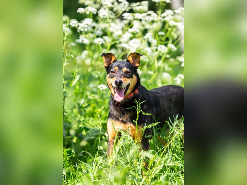 Ruhige Mulya sucht dich ...