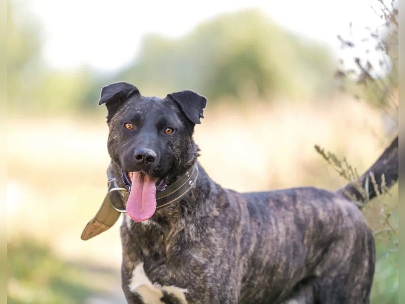 Menschenbezogener Chicago will geliebt werden