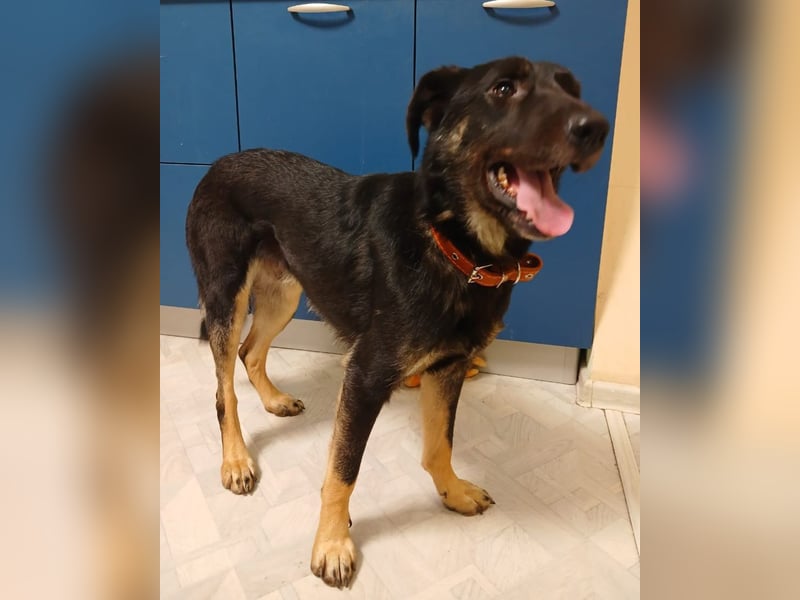 Junger lieber Roni sucht ....