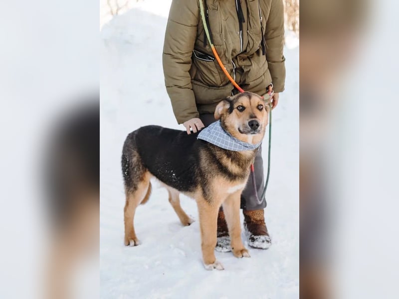 Junger Pluto sucht seine Menschen