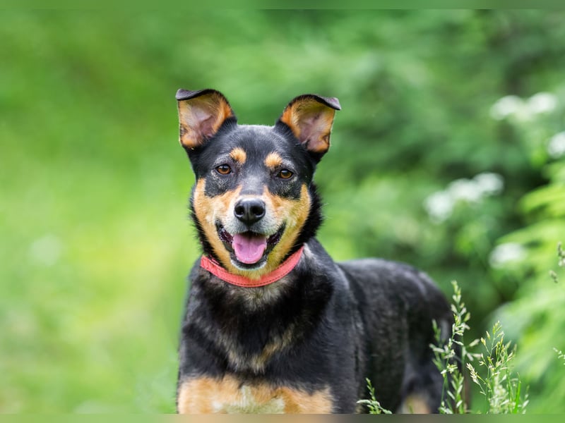 Ruhige Mulya sucht dich ...