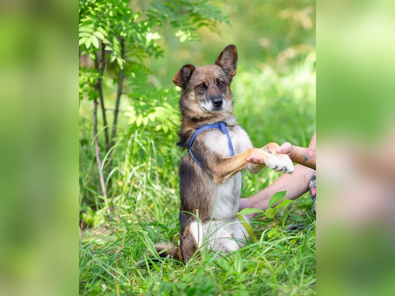 Kleiner Familienhund Patrick sucht ein Zuhause.