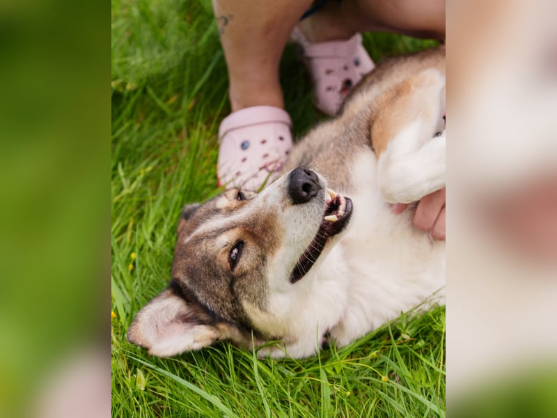 Traum zuhause für Choppy gesucht