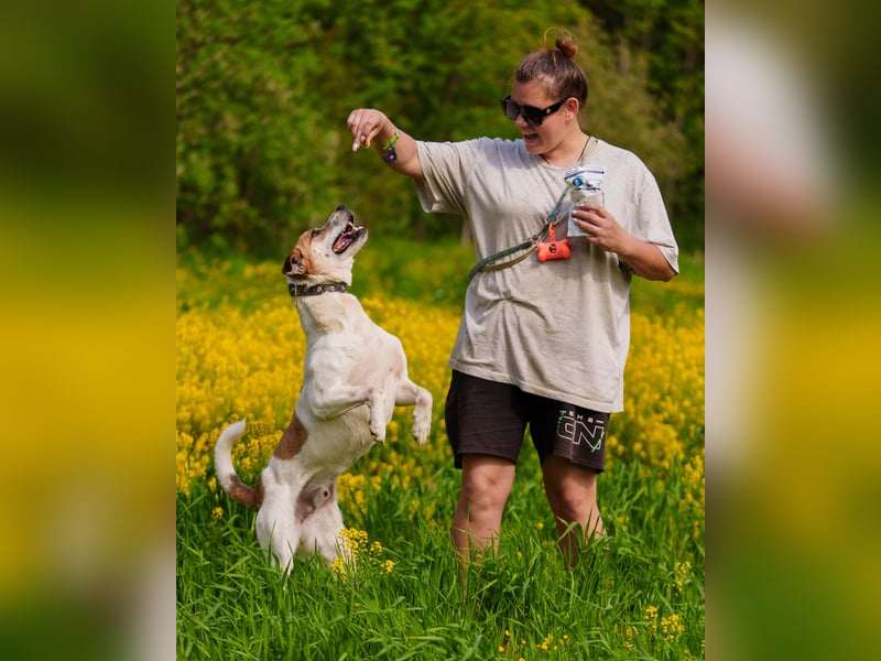 Shonny .. Wer gibt ihm sein für immer zu hause