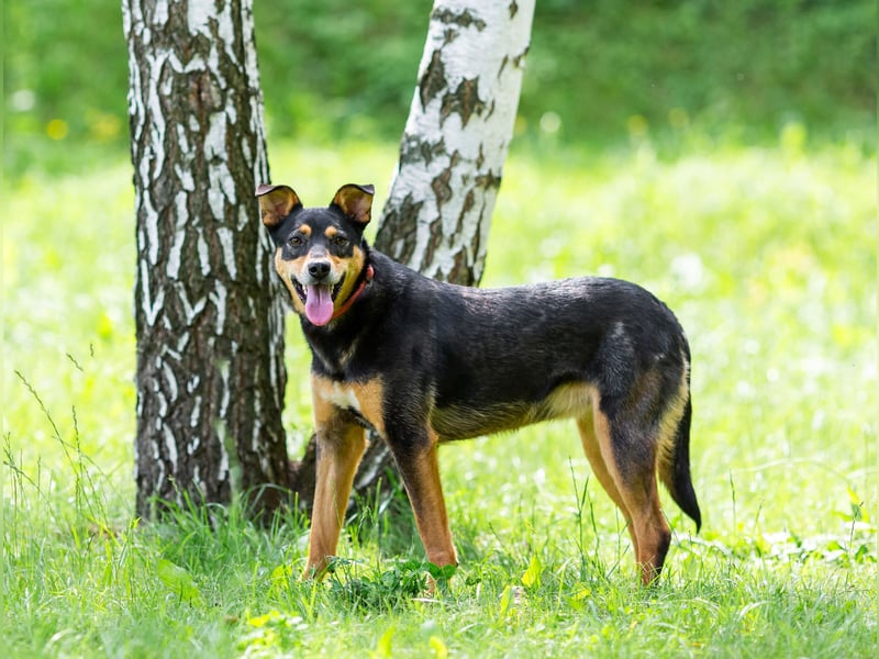 Ruhige Mulya sucht dich ...