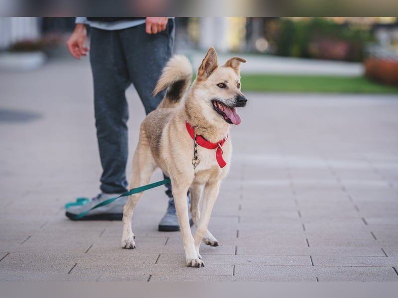 Skye treue seele sucht ....