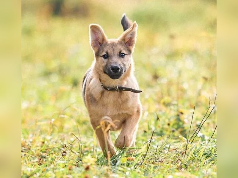 Kleiner Diesel sucht seine Menschen für immer