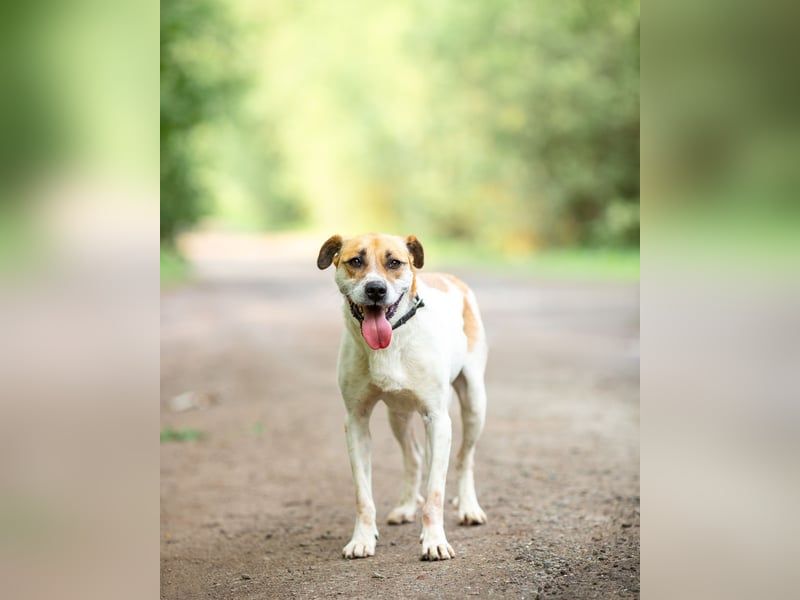 Shonny .. Wer gibt ihm sein für immer zu hause