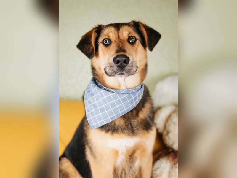 Junger Pluto sucht seine Menschen