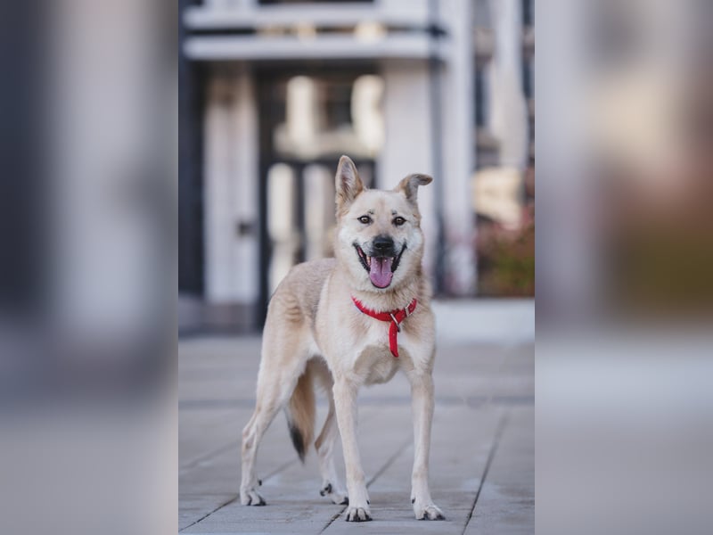 Skye treue seele sucht ....