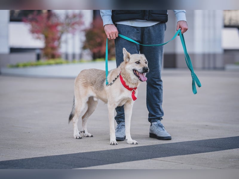 Skye treue seele sucht ....