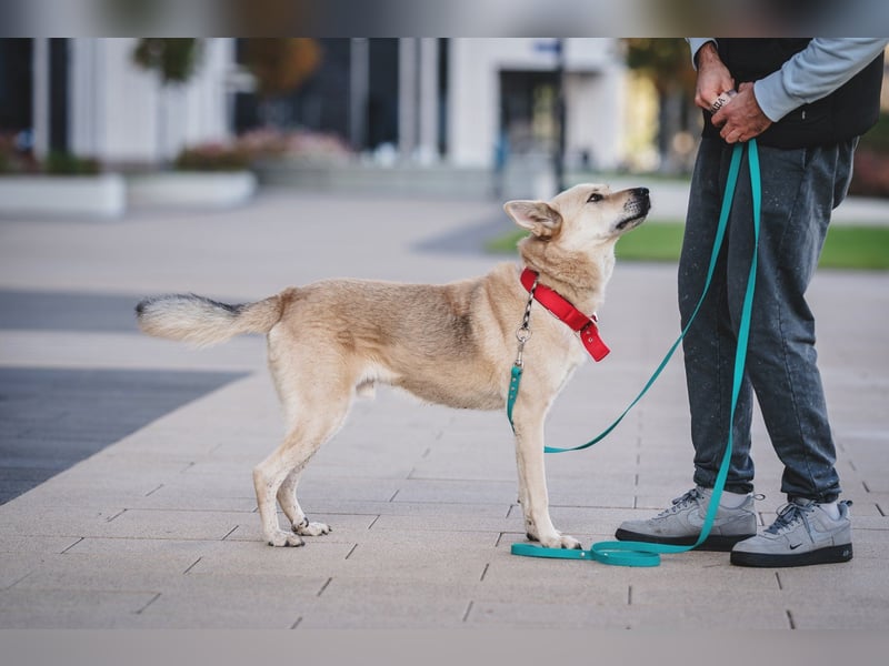 Skye treue seele sucht ....