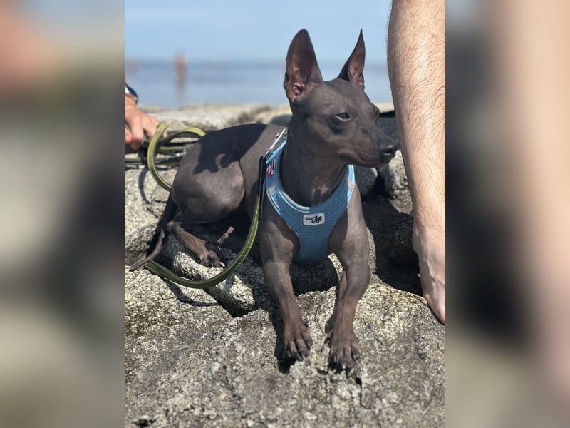 American Hairless Terrier - Wir erwarten Anfang Mai Welpen!