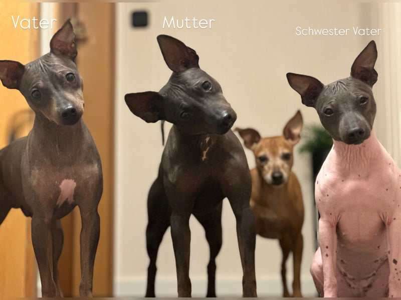American Hairless Terrier - Wir erwarten Anfang Mai Welpen!